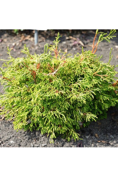 Кипарисовик Гітте в композиції